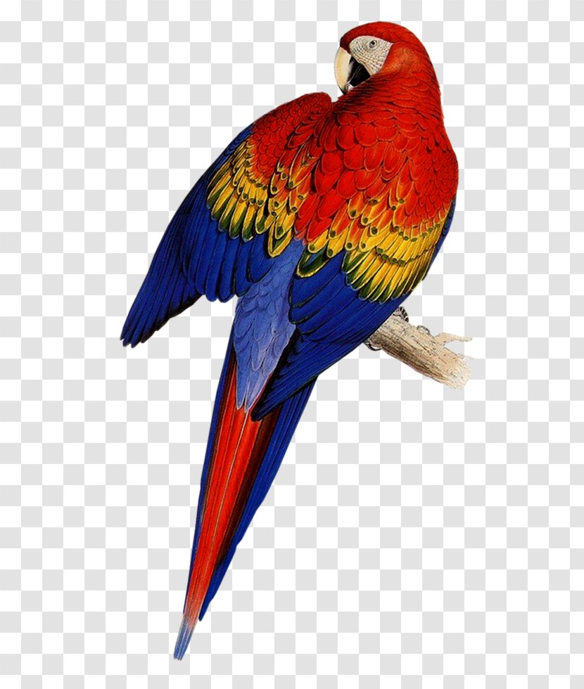 Edward Lear - Wing - The Parrots Illustrations Of Family Psittacidae, Or ArtistParrot Transparent PNG