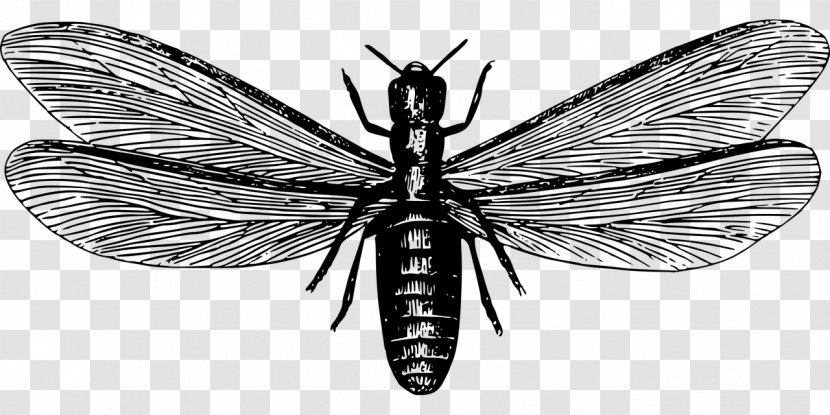 Ant Eastern Subterranean Termite Nuptial Flight Pest Control Swarming - Line Art - Insect Transparent PNG