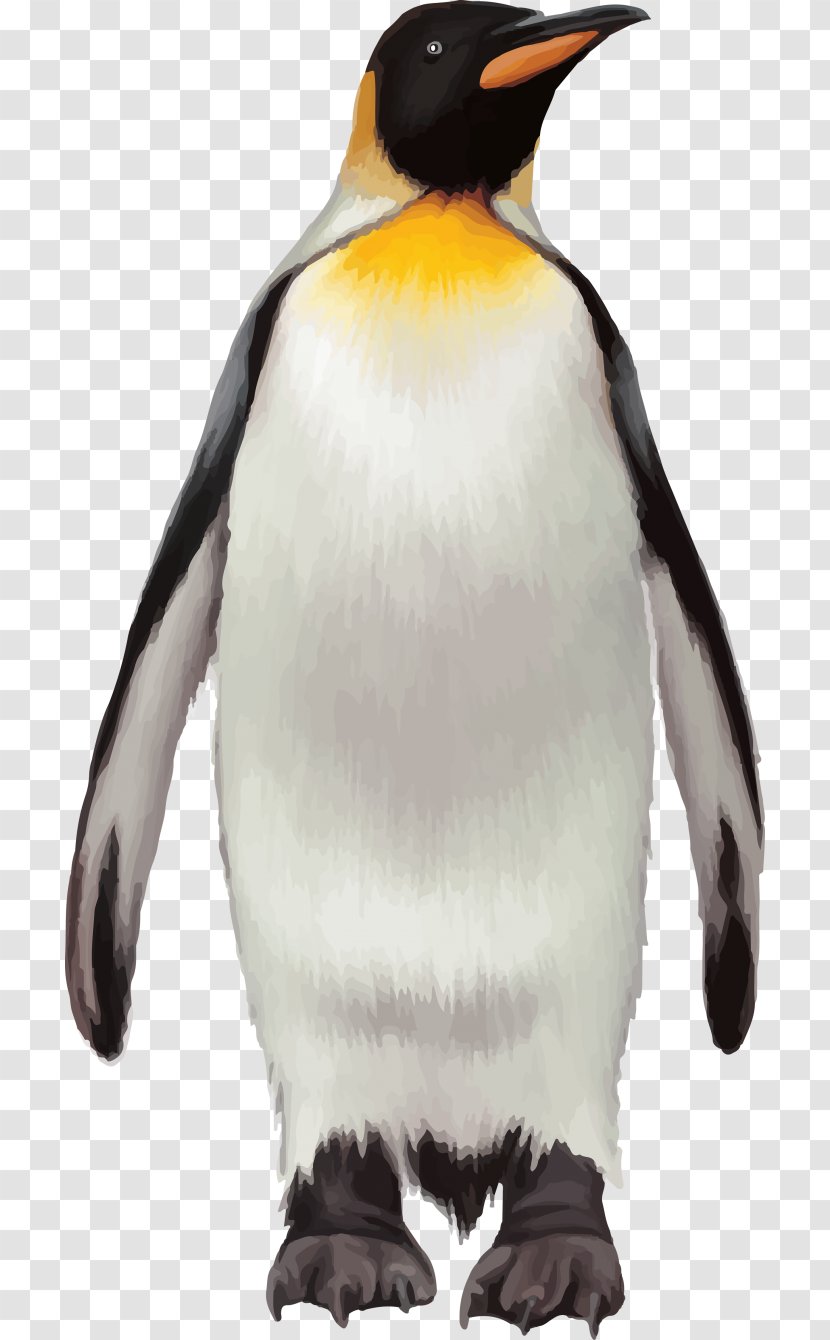 Penguin Bird - Beak - Penguins Transparent PNG