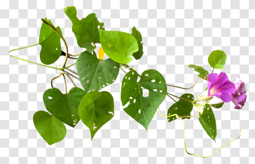 Herbaceous Plant Blog Petal - Flower Transparent PNG