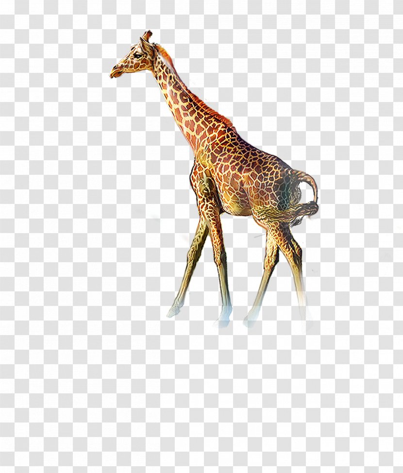 Northern Giraffe Icon - Wildlife Transparent PNG