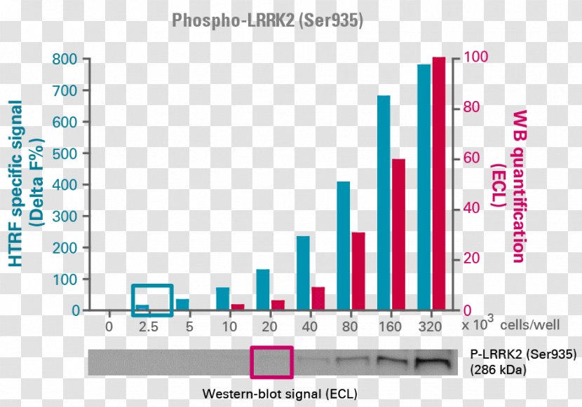 Assay LRRK2 Cell Culture 3T3 Cells - Area - Disease Transparent PNG