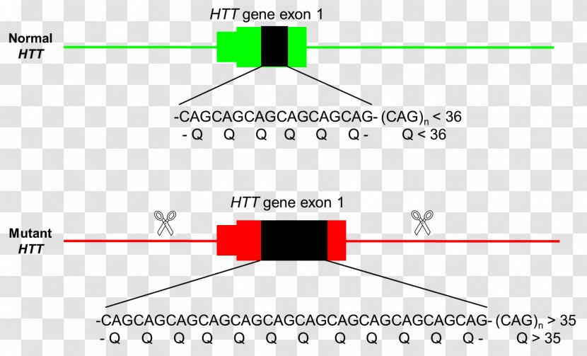 Mutation Document Huntingtin Gene Huntington's Disease - Clouds And Sea Transparent PNG
