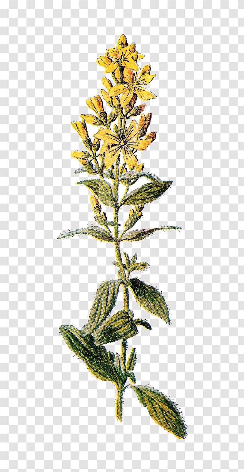 Perforate St John's-wort Wildflower Clip Art - Hypericum - Wild Flowers Transparent PNG