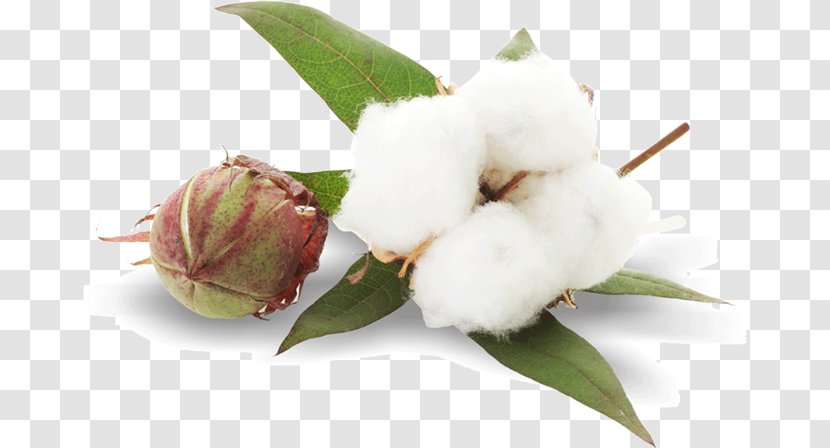 Cottonseed Plant Sea Island Cotton - Mallows Transparent PNG