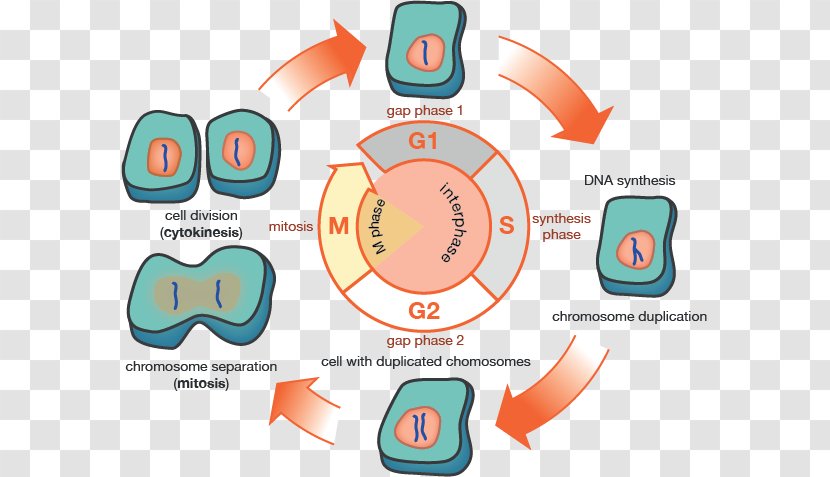 G1 Phase G2 Cell Cycle Mitosis Interphase - Text - Biological Medicine Catalogue Transparent PNG