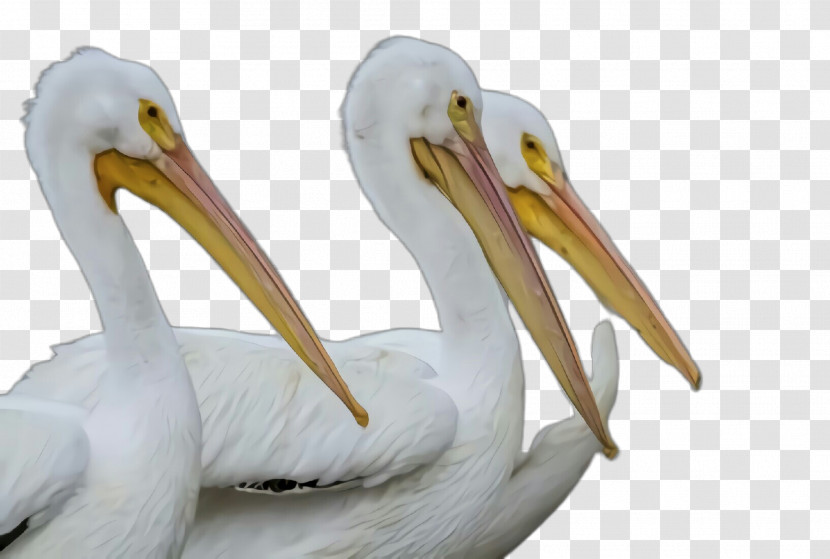 Bird Pelican Beak White Pelican Pelecaniformes Transparent PNG