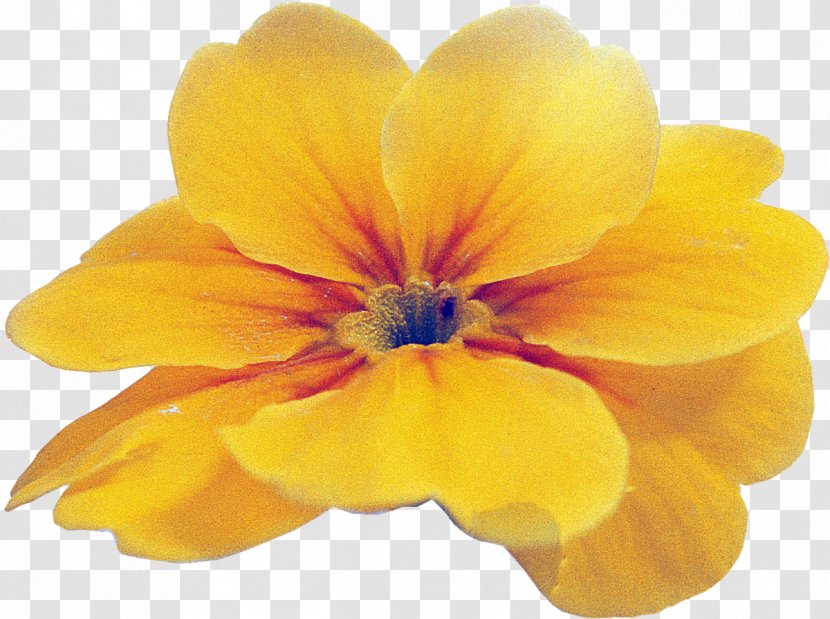 Primrose Wildflower Close-up Violet Family - Petal Transparent PNG