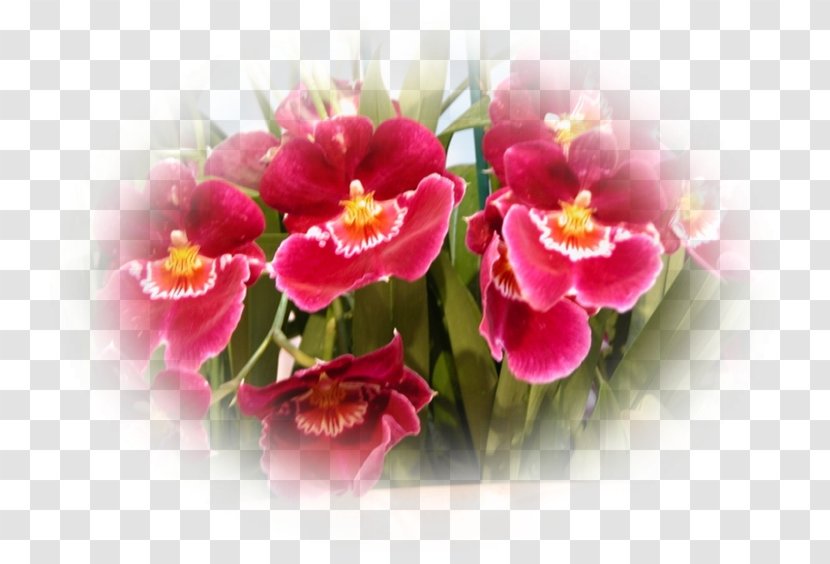 Moth Orchids Pink M Herbaceous Plant - Magenta - Orchidee Transparent PNG