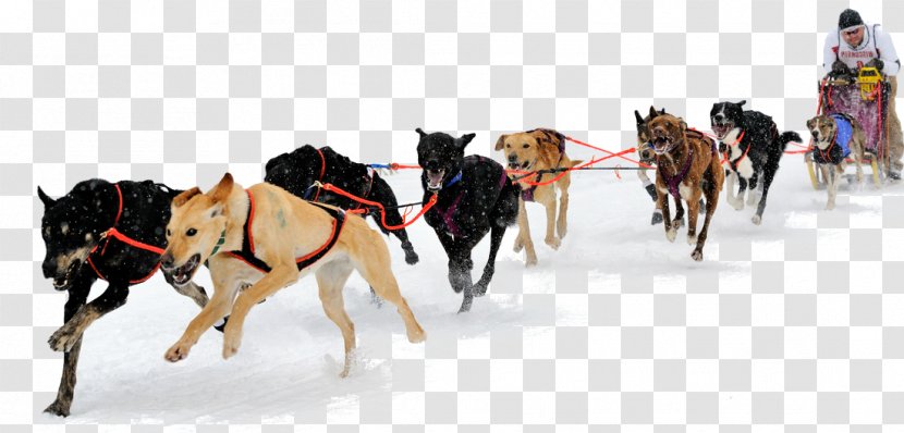Siberian Husky Alaskan Malamute Eurohound Sled Dog - Runner Transparent PNG