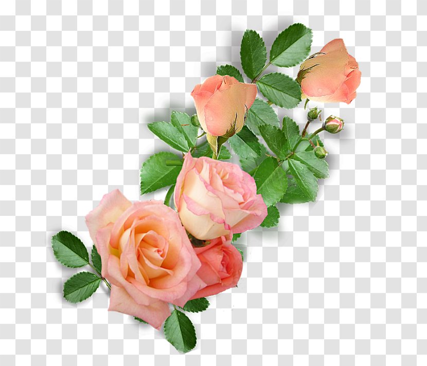 Garden Roses Cabbage Rose Floribunda Floral Design Cut Flowers - Petal - Flower Transparent PNG