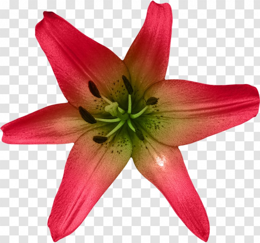 Lilium Flower Watercolor Painting - Petal - Flowers And Floral Design Material Transparent PNG