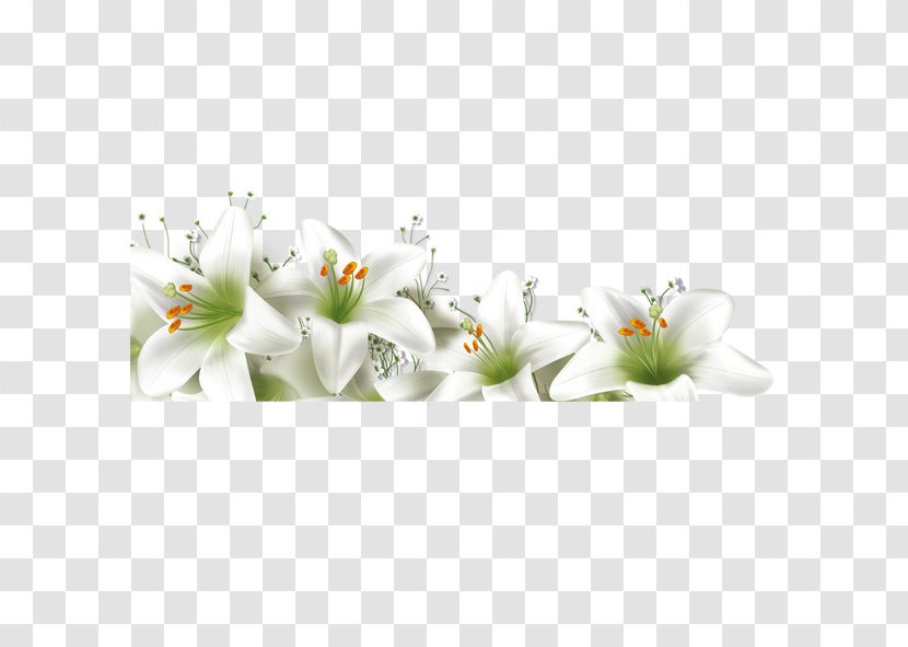 Lilium Flower - Petal - Lily Fragrance Transparent PNG