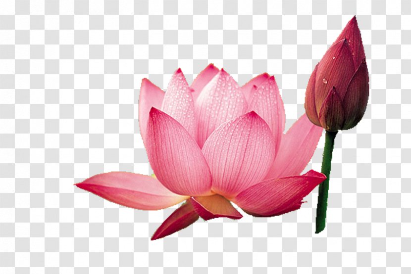 Nelumbo Nucifera Ink Wash Painting - Pink - Red Lotus Design Transparent PNG