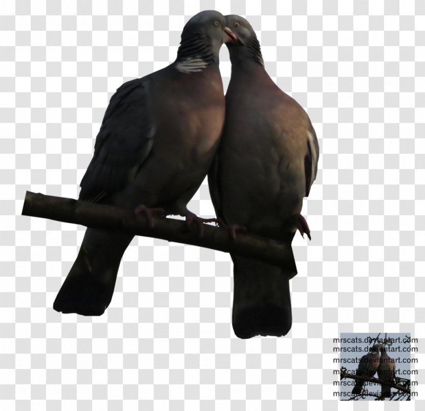 Bird DeviantArt Stock Photography Columbidae May - Pigeon Transparent PNG