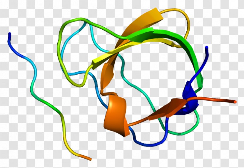 CD2AP Protein Gene SH3 Domain Chromosome 6 - Heart - Vegf Receptor Transparent PNG