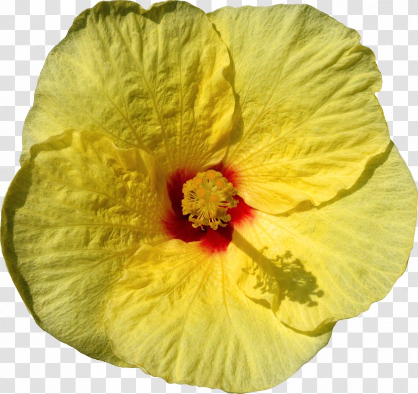 Mallows Shoeblackplant Flower - Malvales - Hibiscus Transparent PNG