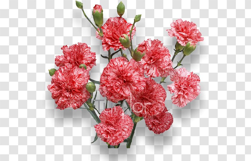 Carnation Royalty-free Flower Stock Photography - Flowering Plant - Burgundy Flowers Transparent PNG
