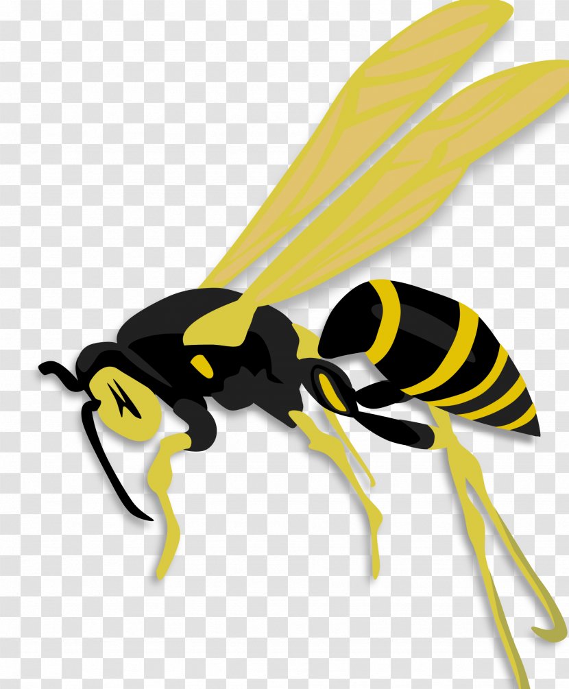 Insect Honey Bee Hornet Wasp - Pest - Bumble Transparent PNG