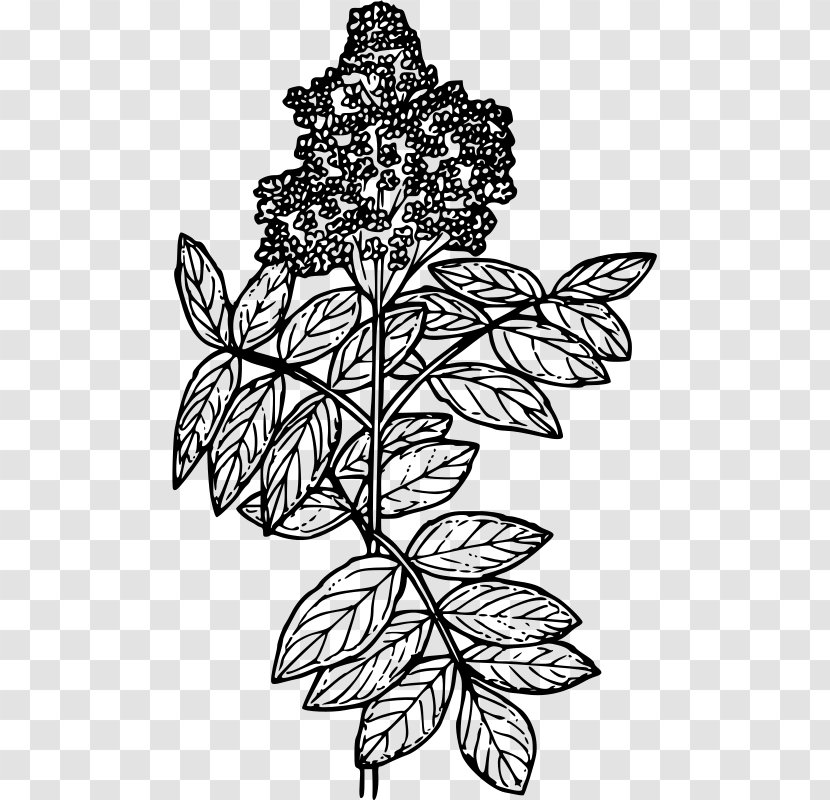 Red Elderberry Drawing Line Art Coloring Book - Floral Design - Plant Transparent PNG