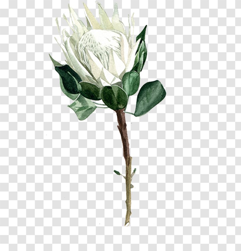 Garden Roses Centifolia Flower - Rose Order - White Transparent PNG