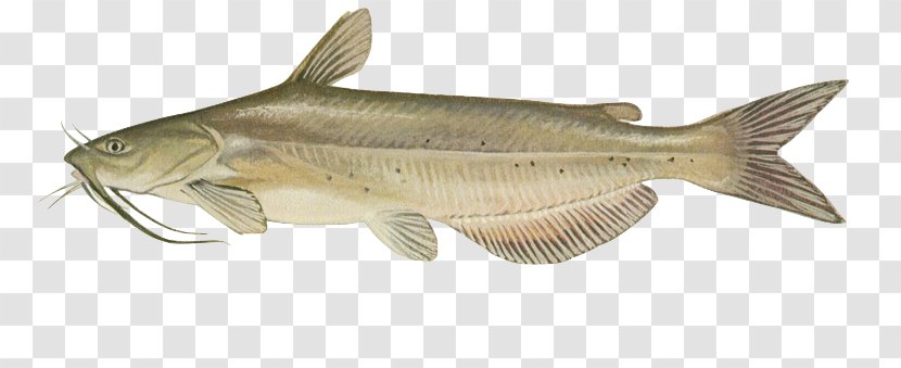 Channel Catfish United States Of America Black Bullhead - Oily Fish - Electric Species Transparent PNG