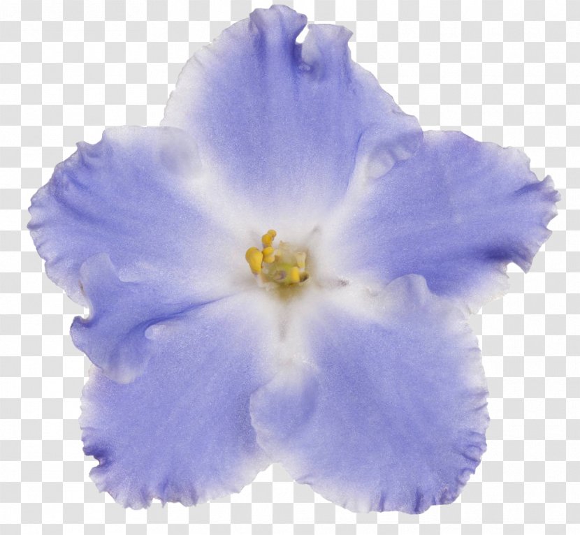 Blue Violet Flower - Purple Transparent PNG
