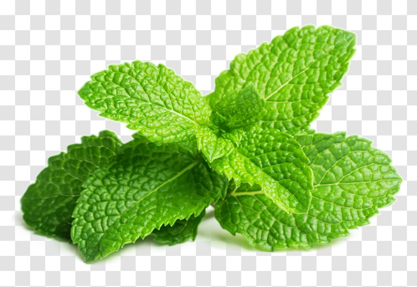 Peppermint Spearmint Herb Mint Leaf Water - Basil Transparent PNG