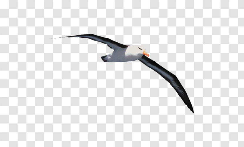 Gulls Jonathan Livingston Seagull Book Albatross Beak Transparent PNG