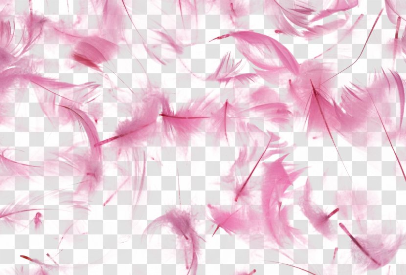 Bird Feather Texture Wallpaper - Pink Transparent PNG