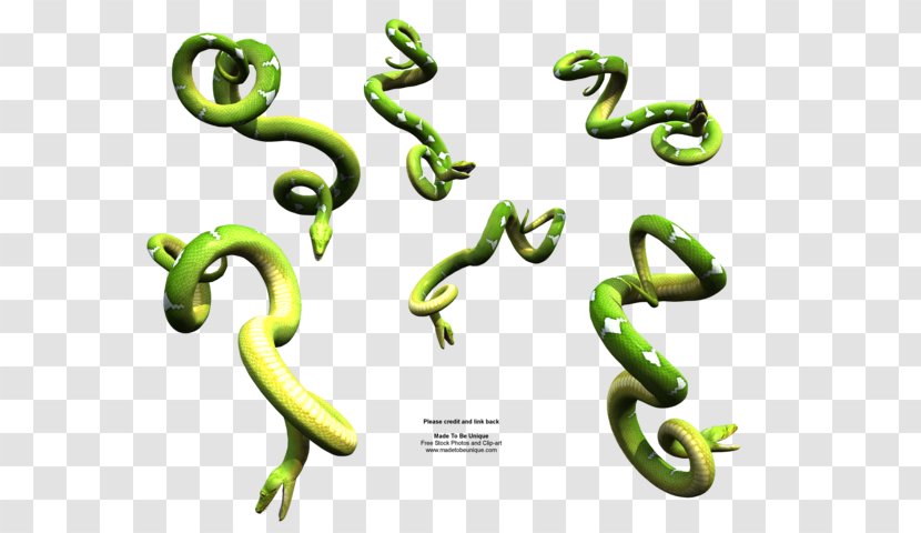 Corn Snake Reptile Dwarf Burmese Python Ball - Green Anaconda Transparent PNG
