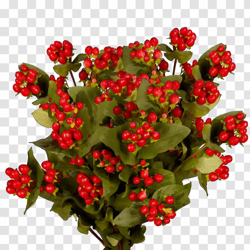 Flower Plants Science Biology Transparent PNG