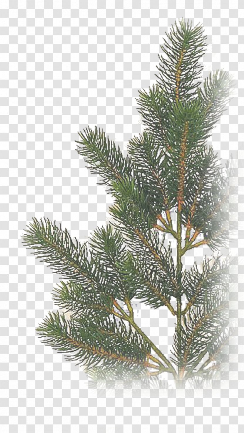 Spruce Fir Christmas Tree - Light Transparent PNG