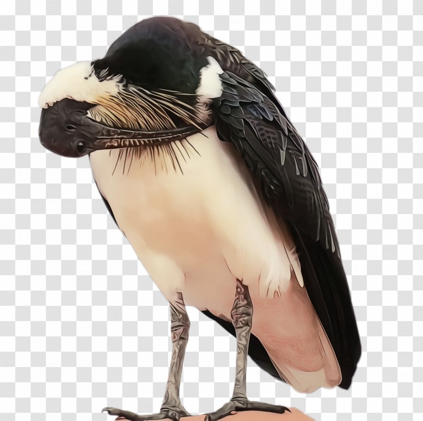 Bird Beak Vulture Transparent PNG