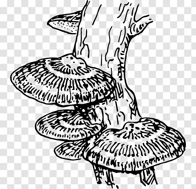 Mushroom drawing easy way | How to draw Mushrooms step by step | Fungus  drawing | art tutorials - YouTube