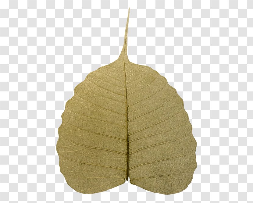 Leaf Tree Plant Transparent PNG