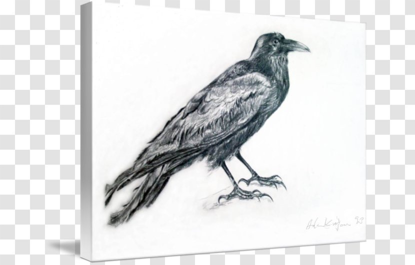 American Crow Common Raven Drawing /m/02csf White Transparent PNG