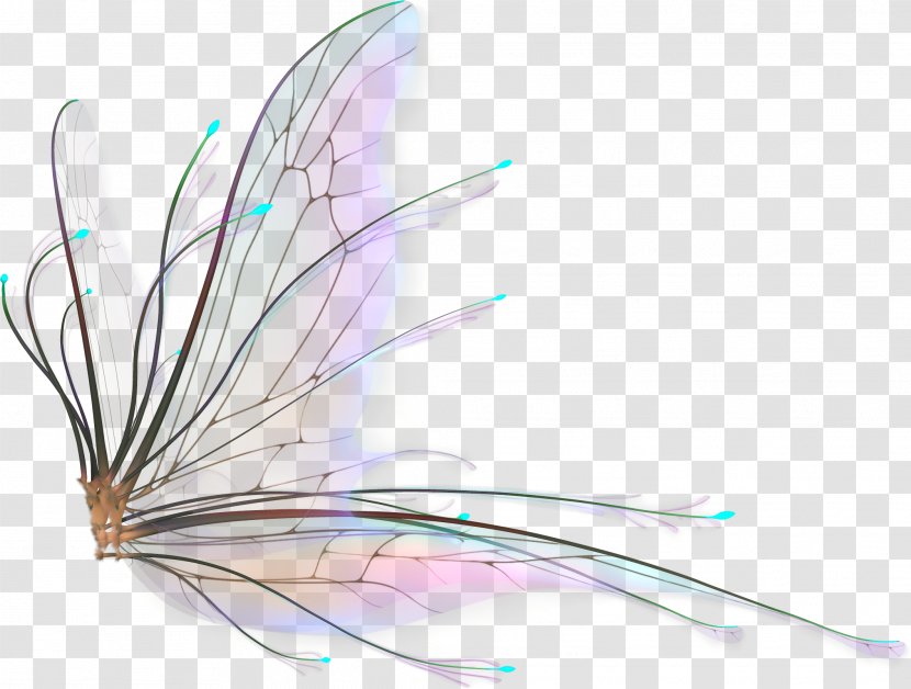 Fairy Wings Drawing - Tale - Butterfly Transparent PNG