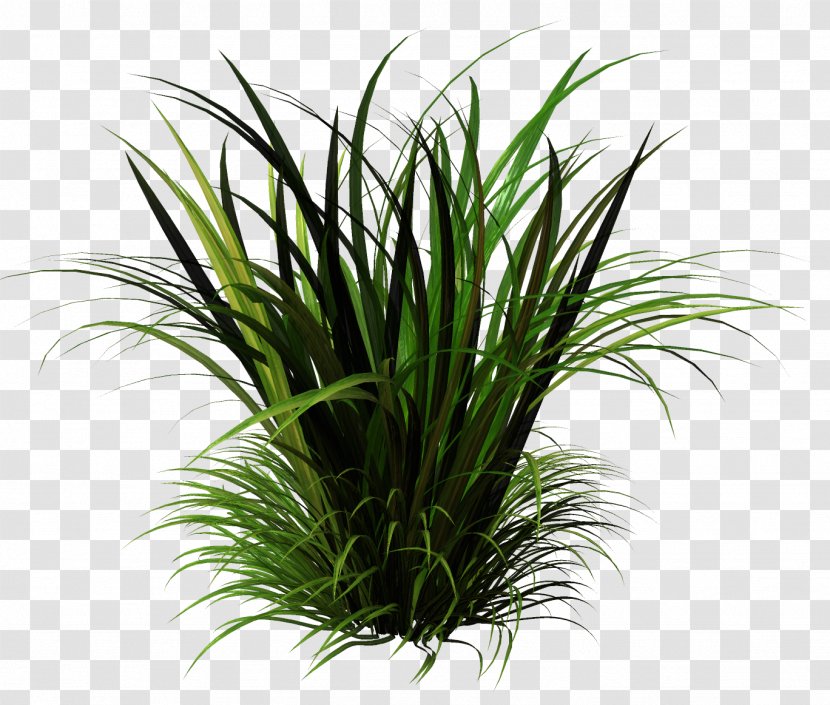 Grasses Sweet Grass Houseplant Terrestrial Plant - Family Transparent PNG