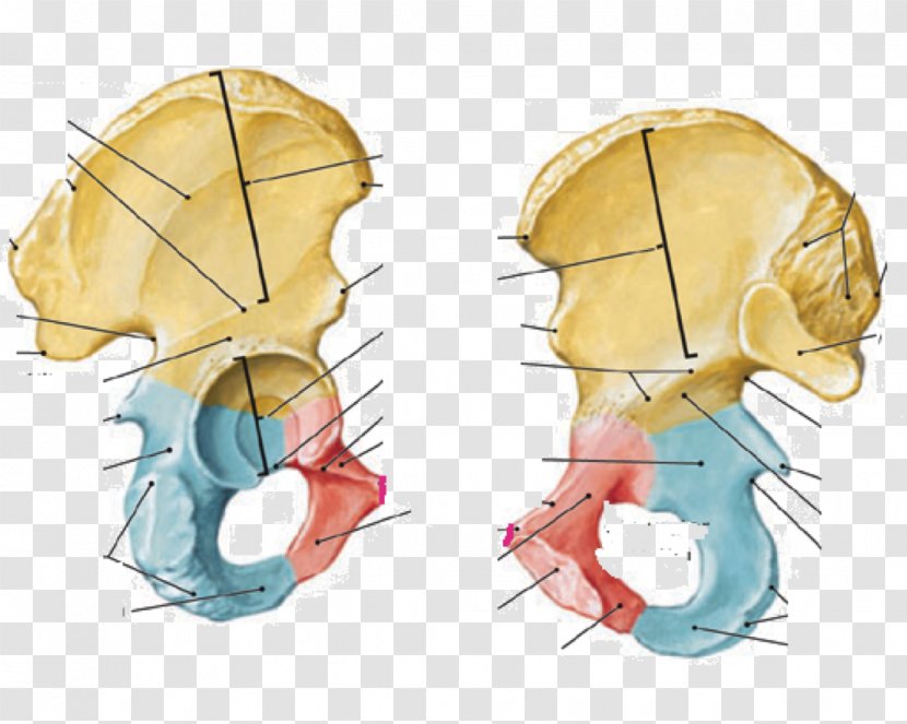 Hip Bone Medial Collateral Ligament Anatomy Human Body - Watercolor - Lesser Trochanter Transparent PNG