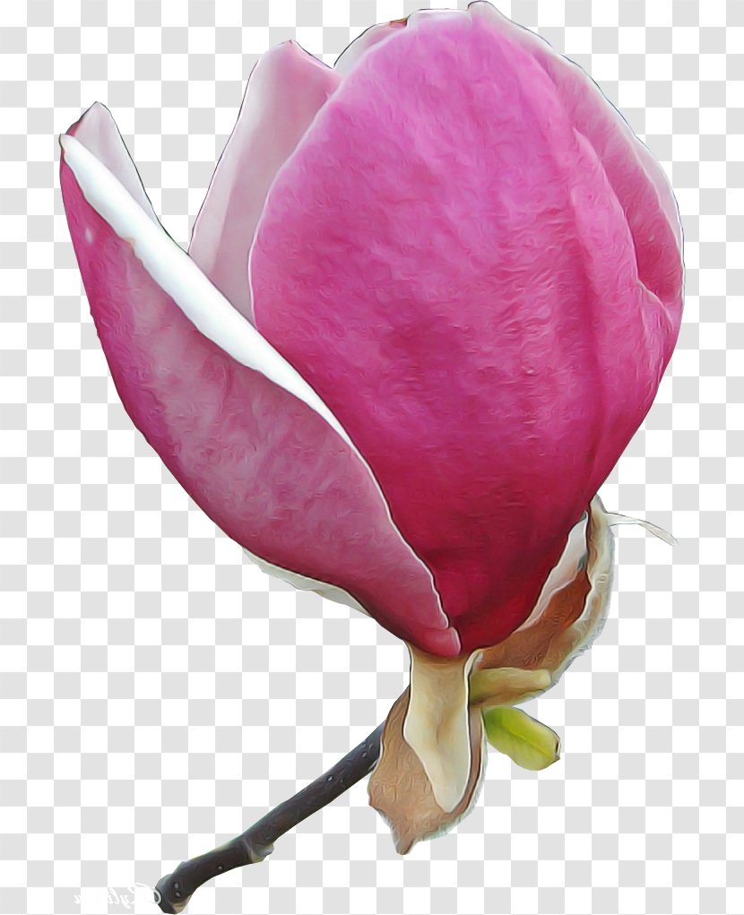 Petal Pink Flower Plant Flowering - Cut Flowers Bud Transparent PNG