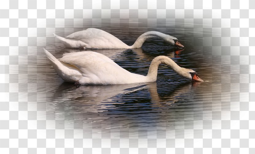Mute Swan Cygnini Desktop Wallpaper Bird - Waterfowl Transparent PNG