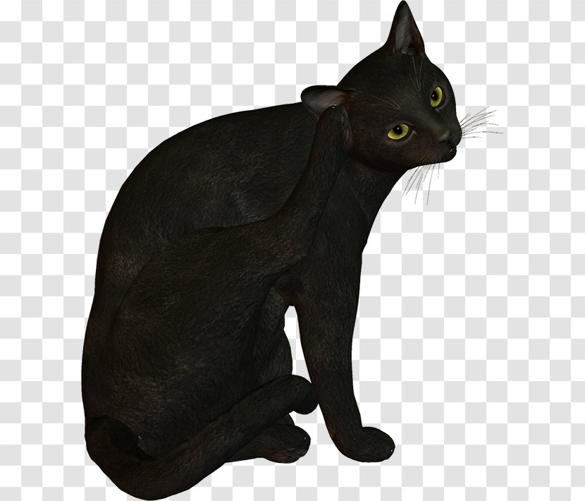 Black Cat Bombay Korat Domestic Short-haired Whiskers - Color - WATERCOLOUR CAT Transparent PNG