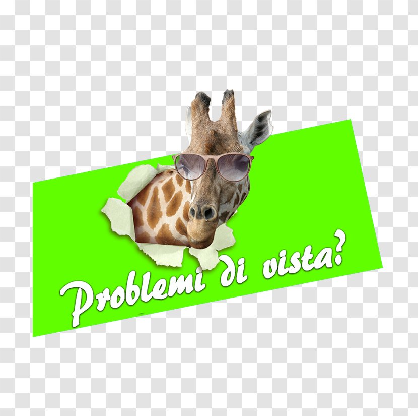 Giraffe Display Window Customer Vetrofania Decoratie - Giraffidae Transparent PNG