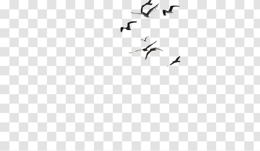 Bird Migration Crane Wing Flock - Sky Plc - Prayer Conference Transparent PNG