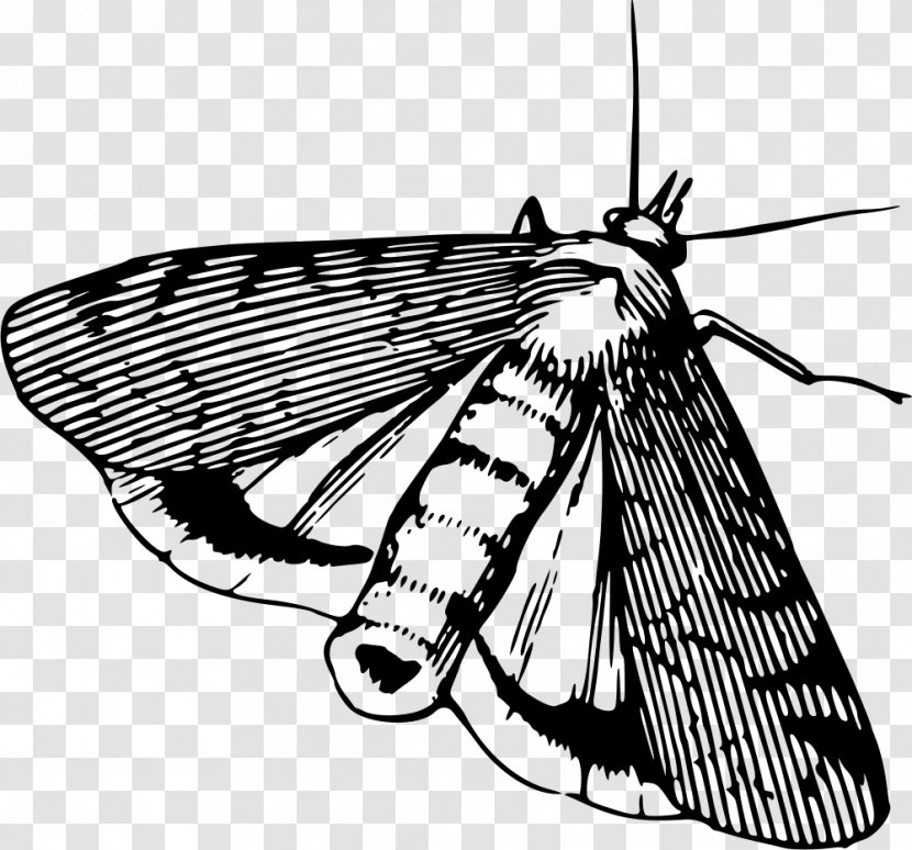 Moth Butterfly Insect Animal Clip Art - Pollinator Transparent PNG