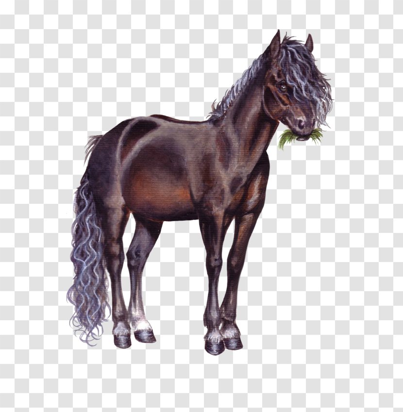 Breyer Animal Creations Foal Pony Valegro Mane - Stallion - Chou Transparent PNG