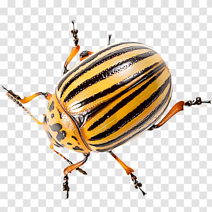 Colorado Potato Beetle Weevil Pest Cucumber - Flower Transparent PNG