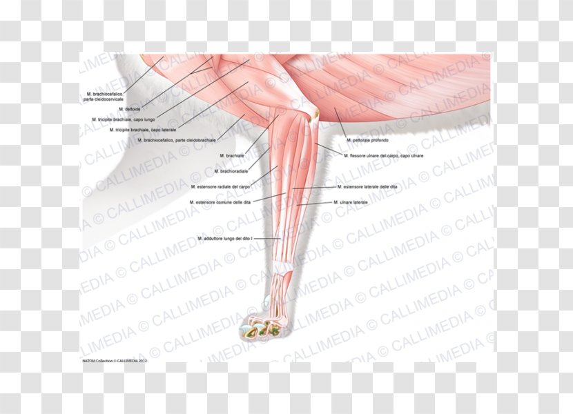 Finger Elbow Muscle Forearm Anatomy - Tree - Cartoon Transparent PNG