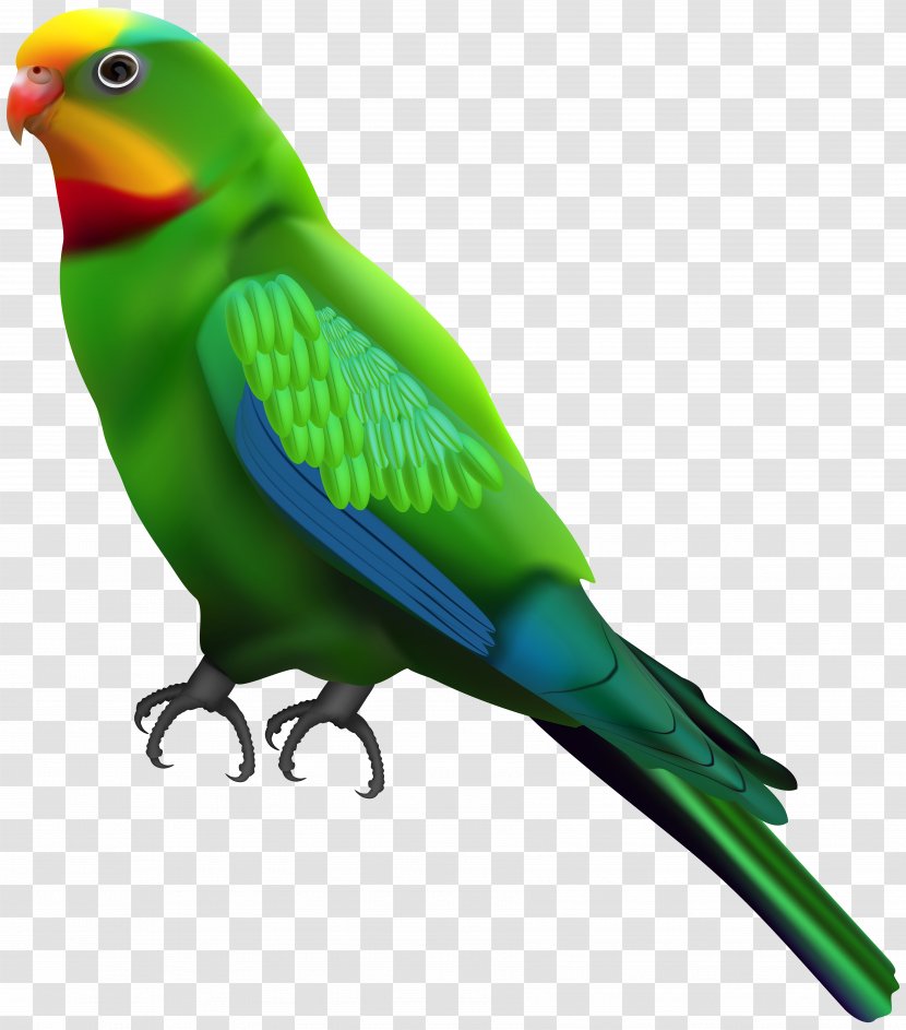 Parrot Lovebird Budgerigar Clip Art - Clipart Transparent PNG